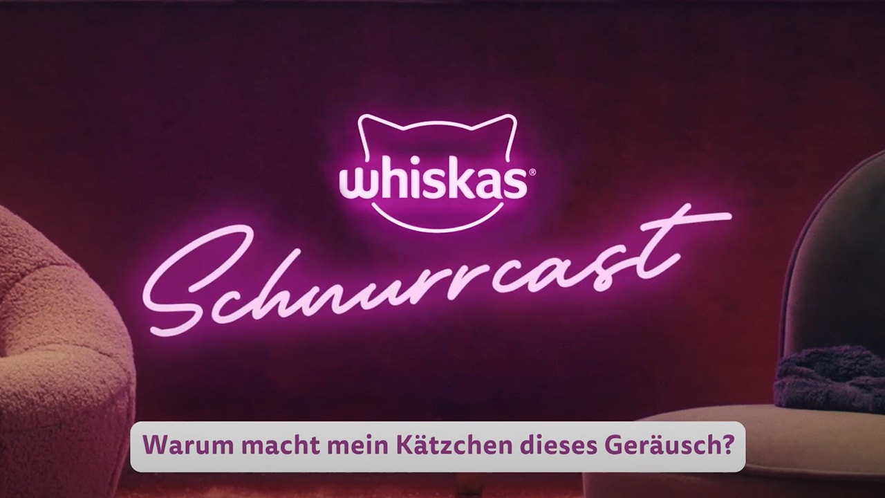 Warum macht mein Kätzchen dieses Geräusch?