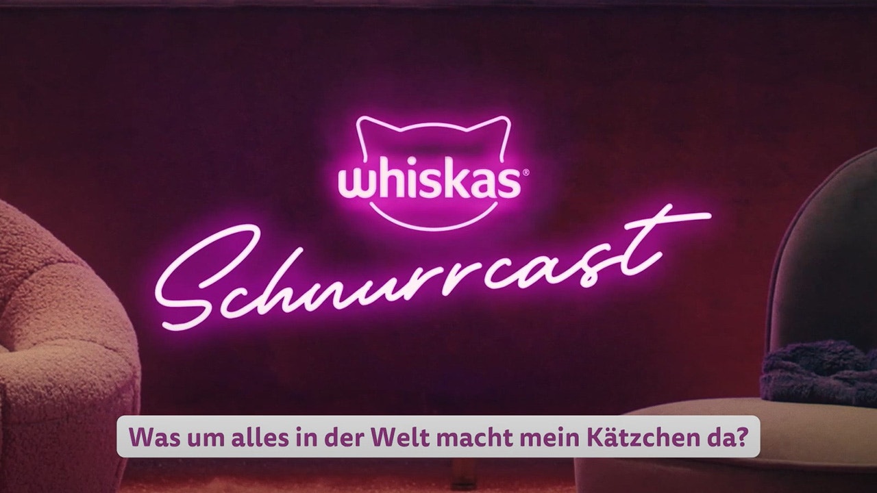 Was zum Teufel macht mein Kätzchen?