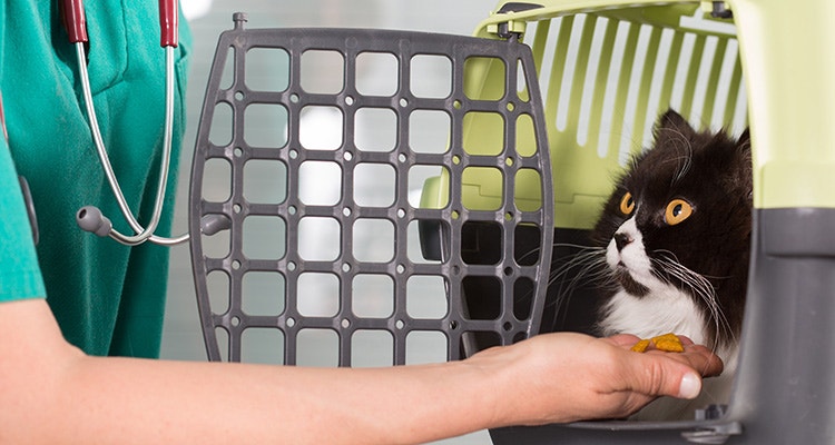 Deine Katze zum Tierarzt bringen