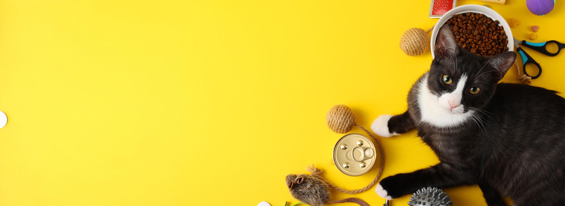 Schwarz-weiße Katze mit Erstausstattung wie Spielzeug, Napf und Futter auf gelbem Hintergrund