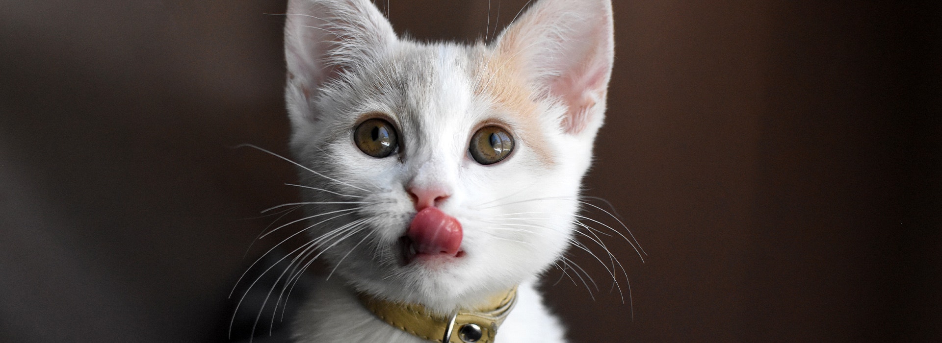 Weißes Kätzchen leckt sich über die Lippen