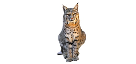 American-Lynx.jpeg
