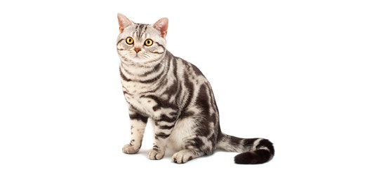 American-Shorthair.jpeg