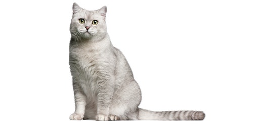 British Shorthair.jpeg