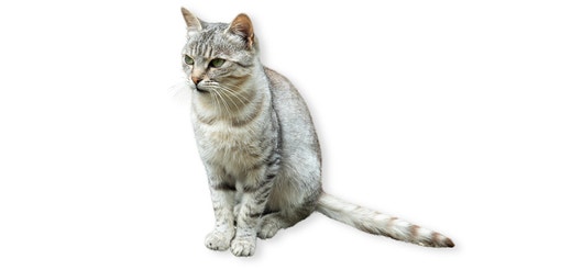 Ceylon-Cat.jpg