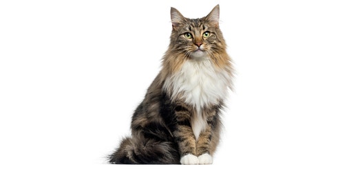 Norwegische Waldkatze sitzt aufrecht vor weißem Hintergrund