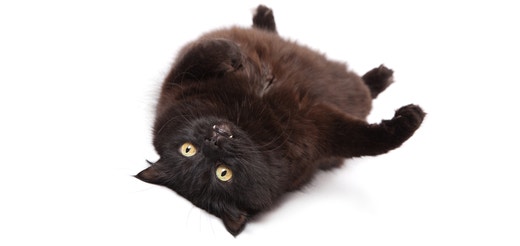 Perserkatze-Langhaar-Black.jpeg