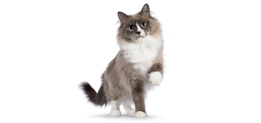 Ragdoll-Katze vor weißem Hintergrund