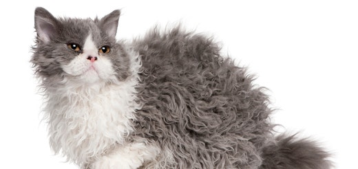 Sellkirk-Rex.jpeg