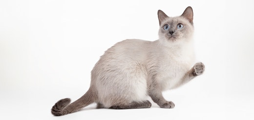 Thaikatze.jpg