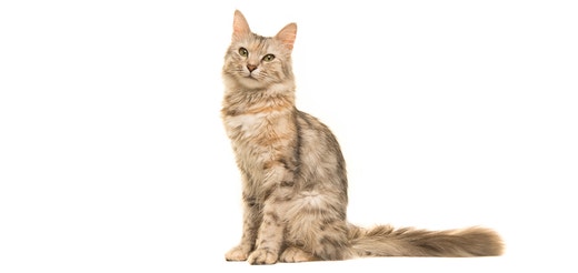Türkisch-Angora.jpeg