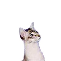 large_javanese-0.png