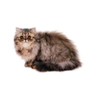 large_perserkatze-langhaar-blue-0.png