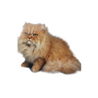 large_perserkatze-langhaar-cameo-0.png