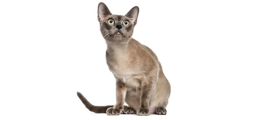 Tonkinese.jpg
