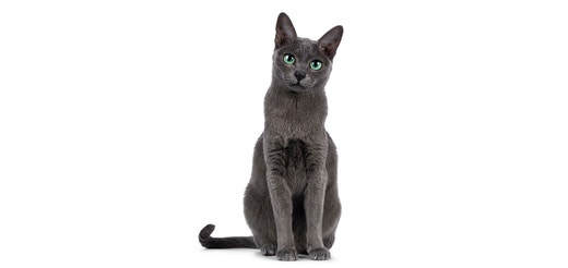 Korat.jpeg