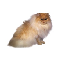large_perserkatze-langhaar-red-0.png