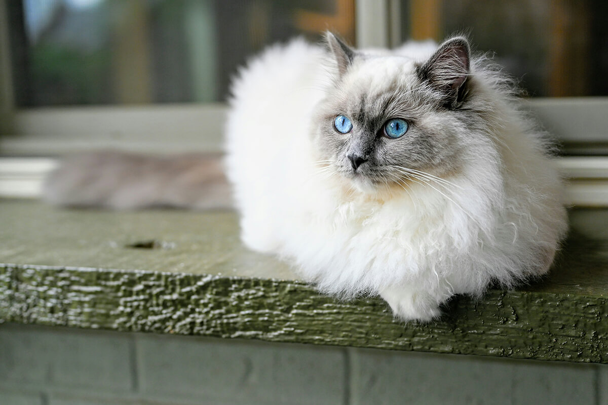 Ragdoll Katzenrasse