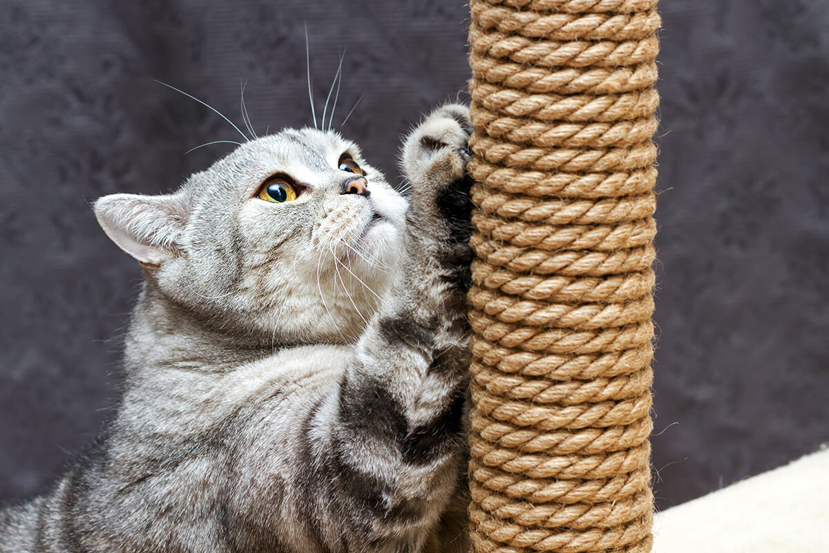 Britisch Kurzhaarkatze mit Kratzbaum