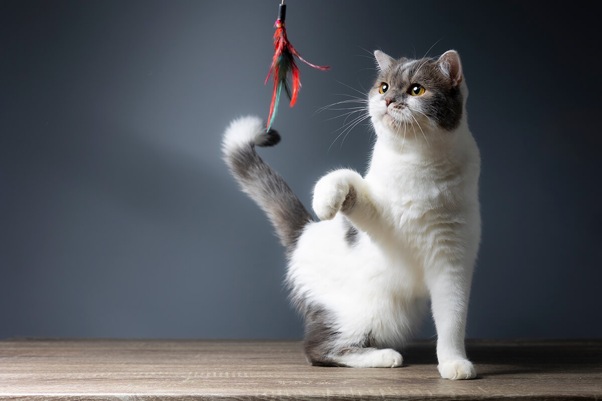 Britische Kurzhaarkatze spielt mit Spielzeug