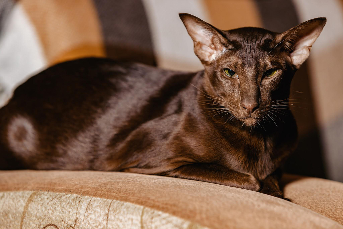 Orientalische Kurzhaarkatze liegt auf einem Sofa