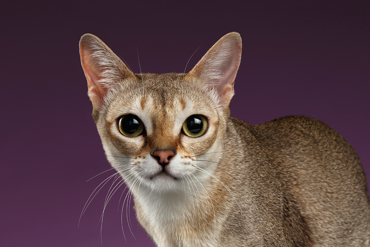 Singapura katze rasse