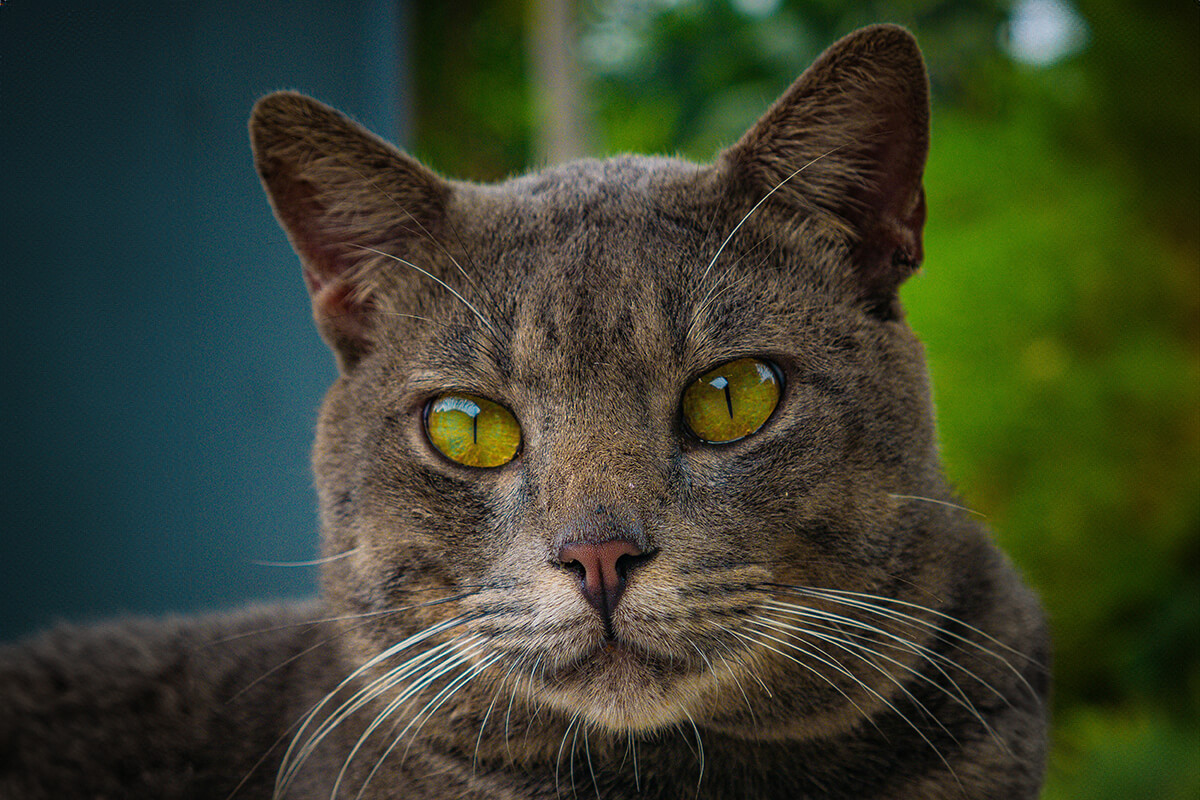Korat Katze mit grünen Augen
