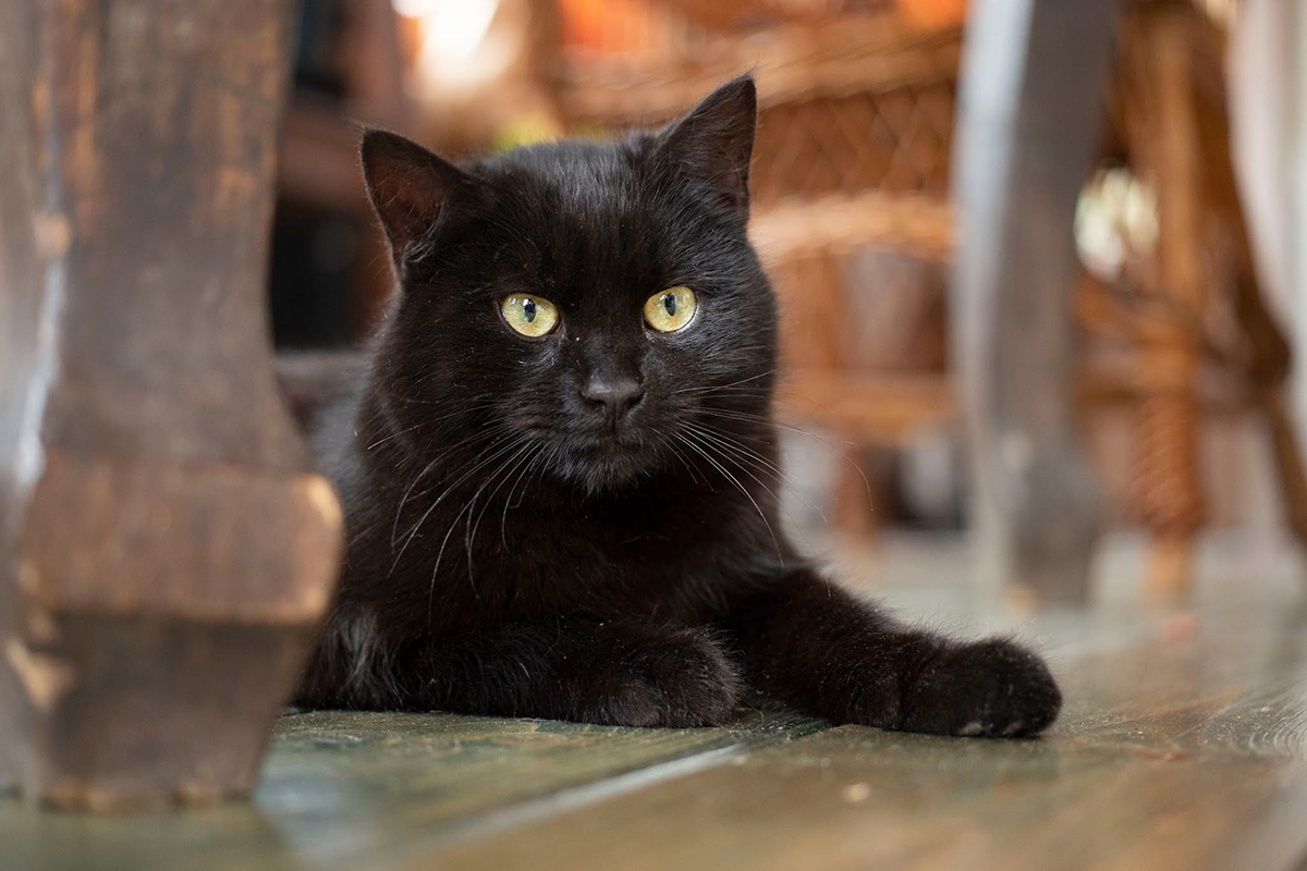 Bombay Katze liegend